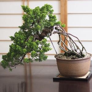 小品 真柏 松盆栽 鉢植え ミニ盆栽 ギフト 贈り物 おしゃれ モダン