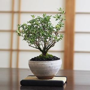 作業台：回転作業台 *資材 : 遊恵盆栽 Yahoo!店 - 通販 - Yahoo