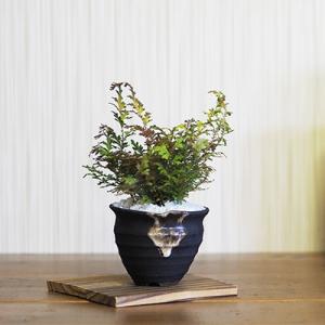 黄金シダ 草もの ミニ盆栽