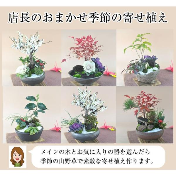盆栽 モダン おまかせ　お正月 福 縁起物 植物 五葉松 梅 ぼんさい 正月飾り 寄植え