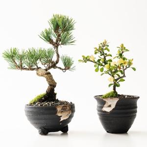 盆栽 五葉松とはじめて道具セット かっこいい松 育てやすい五葉松の