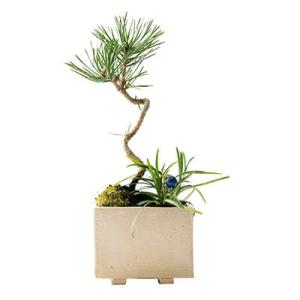 四国五葉松の盆栽 四国ブランドの人気の松盆栽がお手頃価格で。 : 盆栽