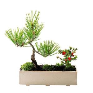 四国五葉松の盆栽 四国ブランドの人気の松盆栽がお手頃価格で。 : 盆栽