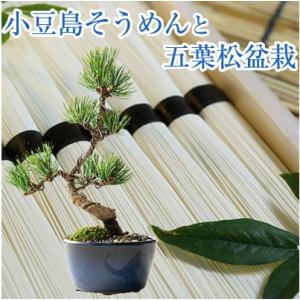 ミニ盆栽 初心者 セットの商品一覧 通販 Yahoo ショッピング