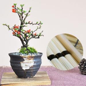 根上がりの山もみじ 盆栽 大品 大きい 立派 和 迫力 見栄え ギフト