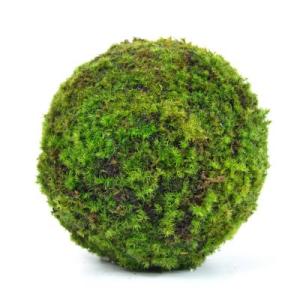 モスボール 17cm 苔盆栽 苔玉 和盆栽 山苔 ギフト 贈り物 おしゃれ モダン インテリア グリ...