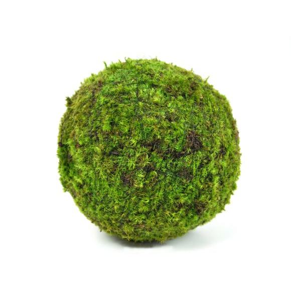モスボール 22cm 苔盆栽 苔玉 和盆栽 山苔 ギフト 贈り物 おしゃれ モダン インテリア グリ...