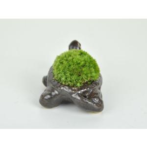 カメ苔盆栽 苔盆栽 苔 盆栽 苔陶器 コケ テ...の詳細画像3