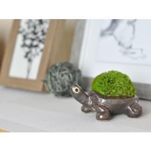 カメ苔盆栽 苔盆栽 苔 盆栽 苔陶器 コケ テ...の詳細画像5