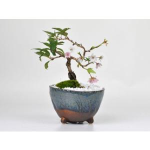 桜盆栽 小品十月桜 ミニ盆栽 盆栽 bonsai 満開 お花見 ボンサイ 鉢植え