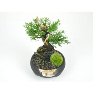 小品 真柏 松盆栽 鉢植え ミニ盆栽 ギフト ...の詳細画像1