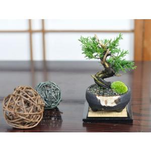 小品 真柏 松盆栽 鉢植え ミニ盆栽 ギフト ...の詳細画像2