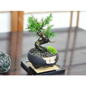 小品 真柏 松盆栽 鉢植え ミニ盆栽 ギフト ...の詳細画像3