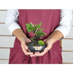 小品 真柏 松盆栽 鉢植え ミニ盆栽 ギフト ...の詳細画像4