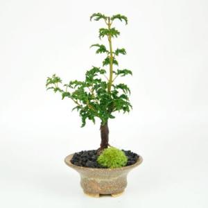 盆栽 山もみじ 寄せ植え モミジ ヤマモミジ 実生14年生 小品盆栽 ミニ