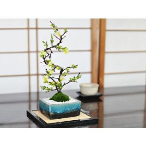 盆栽 ミニ真柏 ミニ盆栽 bonsai ぼんさい しんぱく 初心者 入門 ギフト