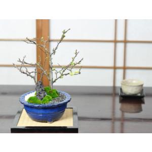 クコ 枸杞 盆栽 ミニ盆栽 鉢植 : 盆栽妙 ヤフー店 - 通販 - Yahoo
