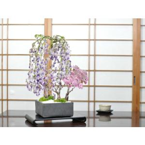 盆栽：紅梅(鹿児島紅)現品*一点物 うめ ウメ Prunus mume Koubai