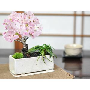 桜盆栽 ミニ桜 玉竜 モダン寄植え 受皿付き 盆栽 シンプルライフシリーズ M 盆栽 桜ミニ盆栽 花見 お祝い プレゼント 盆栽妙
