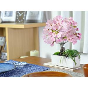桜盆栽 ミニ桜 玉竜 モダン寄植え 受皿付き ...の詳細画像3