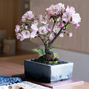 盆栽 桜 桜盆栽 ミニ盆栽 ミニ桜 旭山桜 金彩 4号 信楽焼 花見 四季 お祝い プレゼント ギフ...