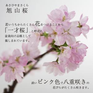 盆栽 桜 桜盆栽 ミニ盆栽 ミニ桜 旭山桜 金...の詳細画像1