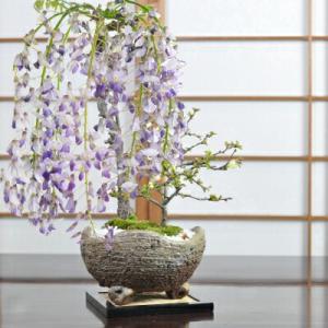 中品盆栽：糸魚川真柏【現品】*【大型ヤマト便配送】 【送料無料