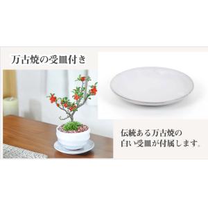 母の日 花盆栽 盆栽 長寿梅 ミニ盆栽 万古焼...の詳細画像1
