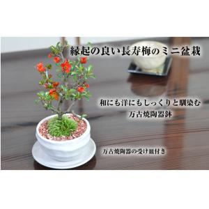 母の日 花盆栽 盆栽 長寿梅 ミニ盆栽 万古焼...の詳細画像2