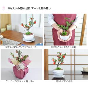 母の日 花盆栽 盆栽 長寿梅 ミニ盆栽 万古焼...の詳細画像3