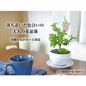 母の日 花盆栽 ミニ睡蓮木 白丸陶器鉢 万古焼...の詳細画像1