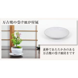母の日 花盆栽 ミニ睡蓮木 白丸陶器鉢 万古焼...の詳細画像2