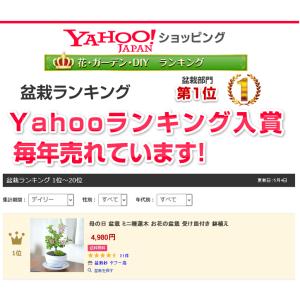 母の日 花盆栽 ミニ睡蓮木 白丸陶器鉢 万古焼...の詳細画像3