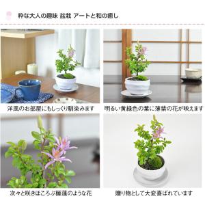 母の日 花盆栽 ミニ睡蓮木 白丸陶器鉢 万古焼...の詳細画像4