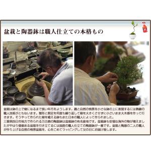 母の日 花盆栽 ミニ睡蓮木 白丸陶器鉢 万古焼...の詳細画像5