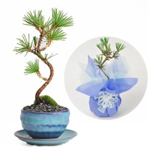 小品盆栽:五葉松(瀬戸焼黒丸鉢)* 苔と受け皿 ラッピング付き 小品盆栽:五葉松(瀬戸焼黒丸鉢)* 苔と受け皿 ラッピング付き