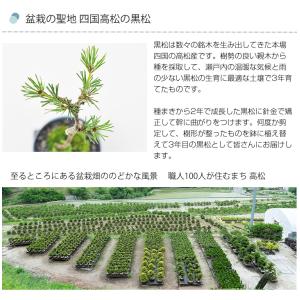 松盆栽 ミニ黒松 瑠璃紺和鉢 樹齢 3年 本場...の詳細画像3