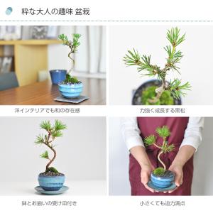 松盆栽 ミニ黒松 瑠璃紺和鉢 樹齢 3年 本場...の詳細画像4
