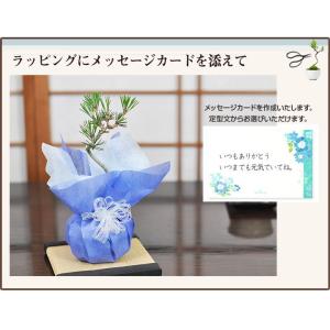 松盆栽 ミニ黒松 瑠璃紺和鉢 樹齢 3年 本場...の詳細画像5