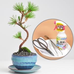 ミニ盆栽 初心者 セットの商品一覧 通販 Yahoo ショッピング