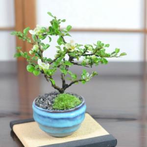 花盆栽 花 ミニ 長寿梅 瑠璃紺和鉢 白花 受け皿付き 可愛い ブランド ランキング 小さい ギフト...