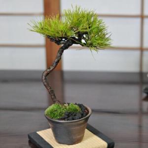 盆栽 赤石赤松 文人木 松 本格的 厳選 ブランド 高級 愛媛