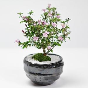 香丁木(コウチョウギ) 万古焼 天目鉢 盆栽 ミニ香丁木の盆栽 自然 和  ギフト 盆栽 開店 お祝...