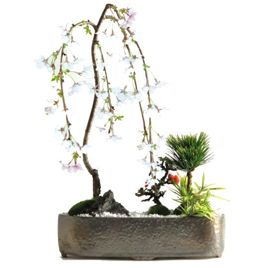 盆栽 モダン 松竹梅 桜 お正月 福 縁起物 植物 黒松 長寿梅 笹 ぼんさい 正月飾り 寄植え 門...