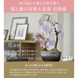 盆栽 桜 藤 桜と藤の寄植え盆栽 信楽焼 三足...の詳細画像1