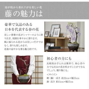 盆栽 桜 藤 桜と藤の寄植え盆栽 信楽焼 三足...の詳細画像2