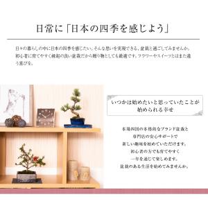 盆栽 桜 藤 桜と藤の寄植え盆栽 信楽焼 三足...の詳細画像3