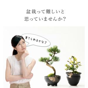 盆栽 桜 藤 桜と藤の寄植え盆栽 信楽焼 三足...の詳細画像4