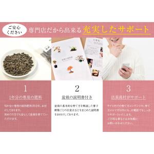 盆栽 桜 藤 桜と藤の寄植え盆栽 信楽焼 三足...の詳細画像5