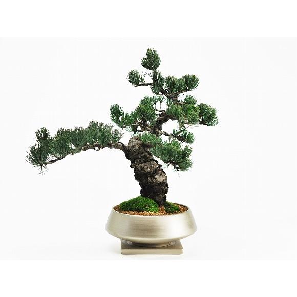 盆栽 五葉松 中サイズ 金彩浅丸 受け皿付き 松盆栽 鉢植え 花盆栽 ギフト 贈り物 モダン 松柏 ...